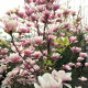Саженцы Магнолии в Альметьевске — доставка почтой!