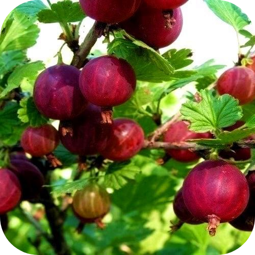 Крыжовник "Красный Триумф" 