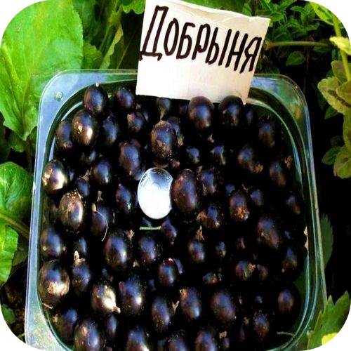 Смородина чёрная "Добрыня" Смородина чёрная "Добрыня"